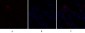 Caspase-9 Polyclonal Antibody